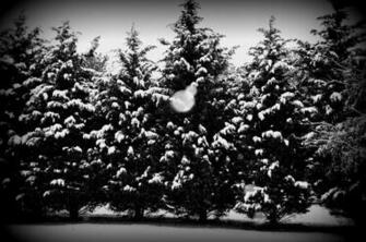 Desktop Christmas Wallpaper HD Nightmare