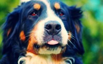 Dogs Computer Wallpaper High Definition Quality
