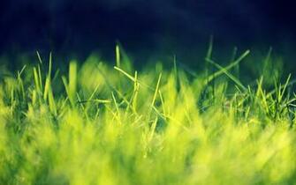 Green Grass Wallpaper