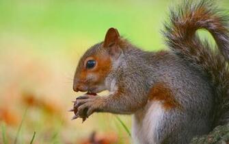 Beautiful Wallpaper Squirrels