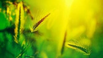 Summer 1080p Wallpaper High Definition Quality