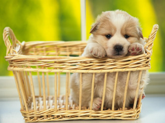 Cute Dogs Wallpaper