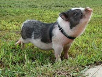 Potbellied Pig Wallpaper