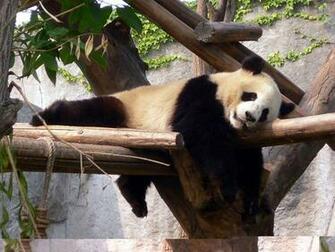 Wallpaper Background More Cute Panda Bears Giant