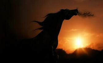 Silhouette Of Horse Wallpaper And Image Pictures