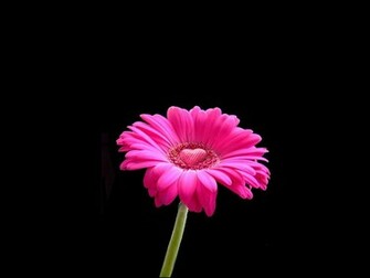 Pink Daisy Wallpaper