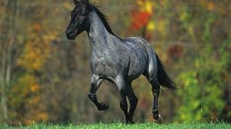 Horse In Summer Wallpaper And Image Pictures Photos
