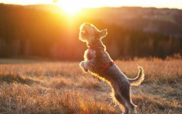 Schnauzer HD Wallpaper 7wallpaper Net