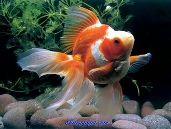 3d Tropical Fish Aquarium Wallpaper Jpg