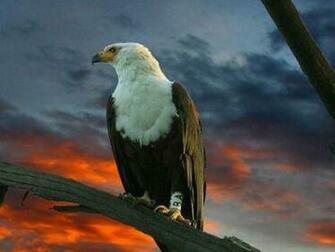 Eagle Wallpaper For Desktop