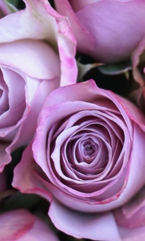 Purple Rose Fresh Flowers Wallpaper iPhone