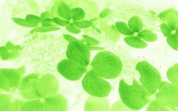 Lucky Name Wallpaper Green Leaf Plant Shamrock Clover