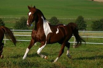 American Saddlebred Stock By Luda