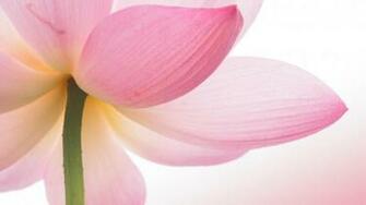 Location Home Nature Flowers Pink Lotus Flower Wallpaper