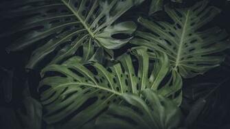 Monstera Deliciosa Pictures Image Stock