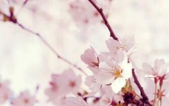 Light Pink Flower Wallpaper