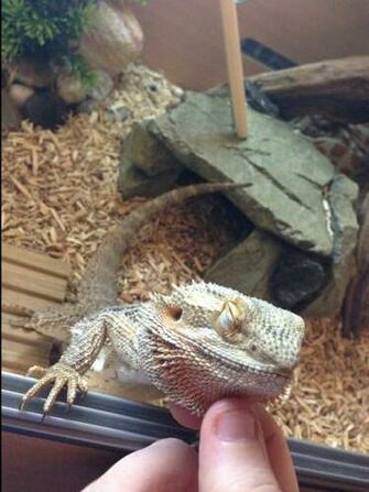 Pin Funny Bearded Dragon Costumes