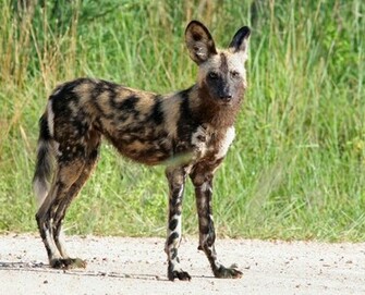 Hunting Dog Pictures All Wallpaper New