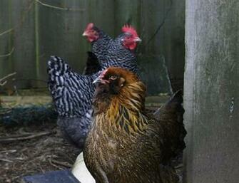 Chickens Wallpaper