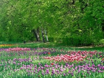 Picture Spring Meadow Wallpaper HD Background Pictu