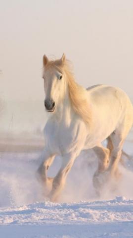 White Horse Run Animal Wallpaper Beautiful Wild Horses