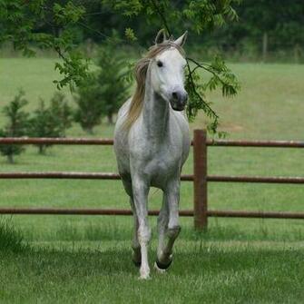 White Horse In The Yard Wallpaper
