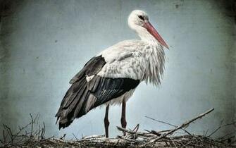 Stork Wallpaper