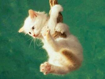 HD Cat Wallpaper Cute Baby
