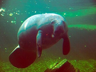 Manatee Wallpaper Background