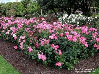 Just Our Pictures Of Roses Favorite Rose For Special