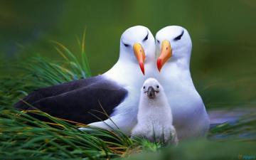 Beautiful Bird Wallpaper Cute Birds