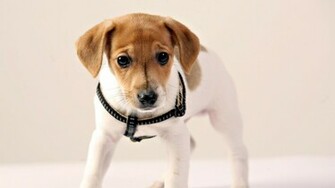 Jack Russell Terrier Wallpaper