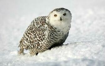 Snowy Owl Computer Wallpaper Desktop Background Id