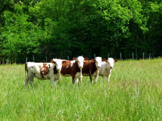 Farm Animals Wallpaper