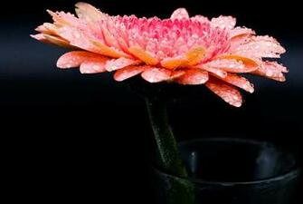 Flower Plant Beautiful Background Sophisticate Nice Nature