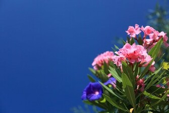 Colorful Flower Background Stock Photo HD Public Domain