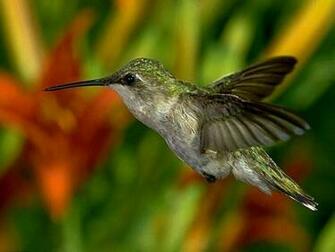 Animals Zoo Park Beautiful Birds Desktop Wallpaper