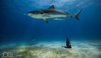 Falling In Love With The Tiger Diving Sharks