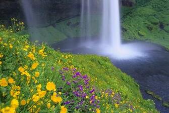 Wild Flowers