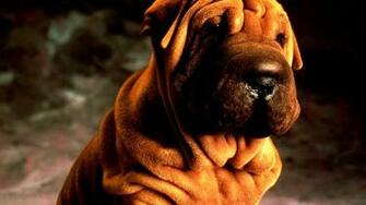 Shar Pei HD Wallpaper Background Image Id