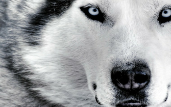Wolf HD Wallpaper