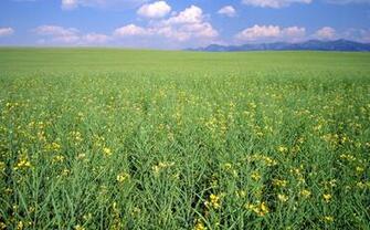 Crops And Farm With Mountains In The Background Montana Image
