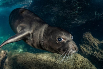 Monk Seal Alliance Wallpaper