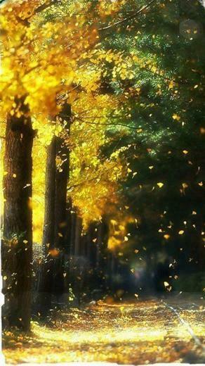 Falling Leaves In Autumn iPhone Plus And Wallpaper