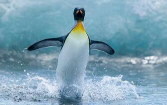 Penguin In The Water Wallpaper
