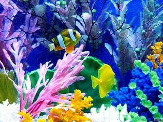 Best Looking Aquarium Background Wallpaper