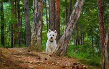Wallpaper Dog The West Highland White Terrier Image For