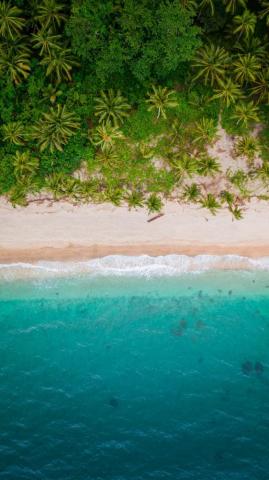 Wallpaper Beach Top Shore Palm Trees