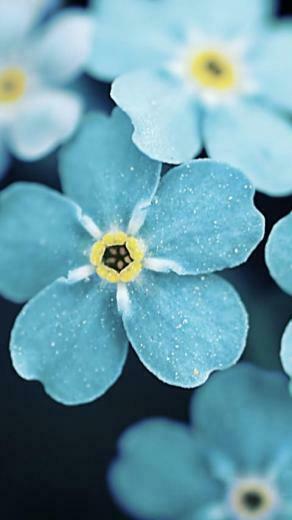 Top Android Smartphone Wallpaper 10s