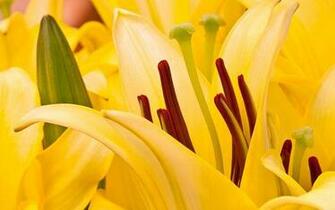 Wallpaper Of Flower Bright Yellow Oriental Lilies